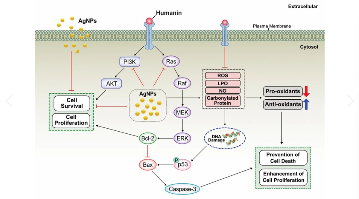 Humanin peptide application